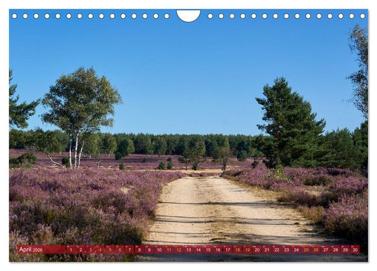 Produktbild: Naturpark Niederlausitzer Heidelandschaft - Heidebl&uuml;te (Wandkalender 2026 DIN A4 quer), CALVENDO Monatskalender