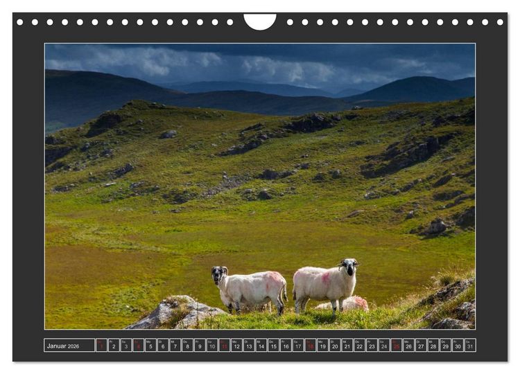 Produktbild: IRLAND - Insel der gl&uuml;cklichen Schafe (Wandkalender 2026 DIN A4 quer), CALVENDO Monatskalender
