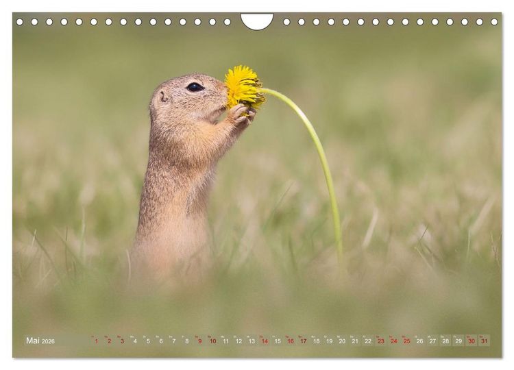 Produktbild: Zauberhafte Ziesel (Wandkalender 2026 DIN A4 quer), CALVENDO Monatskalender