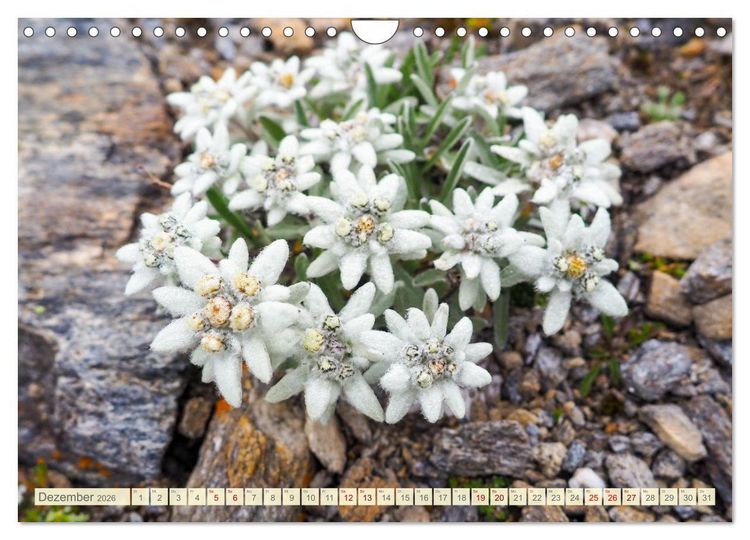 Produktbild: Edelwei&szlig; - Wahrzeichen der Alpen (Wandkalender 2026 DIN A4 quer), CALVENDO Monatskalender