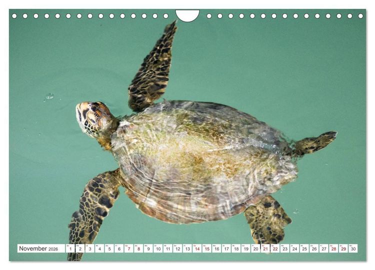 Produktbild: Galapagos-Inseln - Ein Paradies f&uuml;r Tiere (Wandkalender 2026 DIN A4 quer), CALVENDO Monatskalender