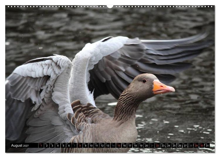 Produktbild: Lovely Water Birds (High Quality Premium Wall Calendar 2027 DIN A2 landscape),CALVENDO 12 Month Wall Calendar