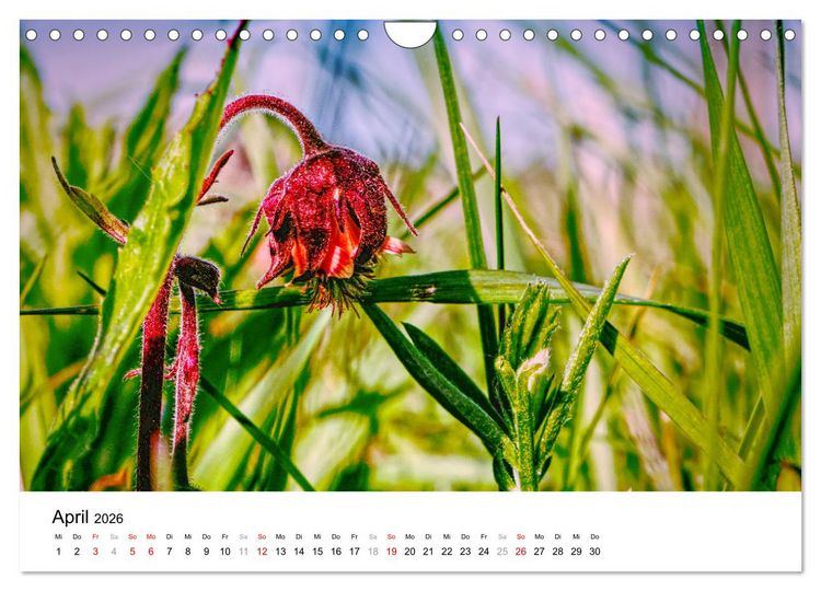 Produktbild: D&uuml;nenmomente - Ein Tag in den D&uuml;nen Nordj&uuml;tlands (Wandkalender 2026 DIN A4 quer), CALVENDO Monatskalender