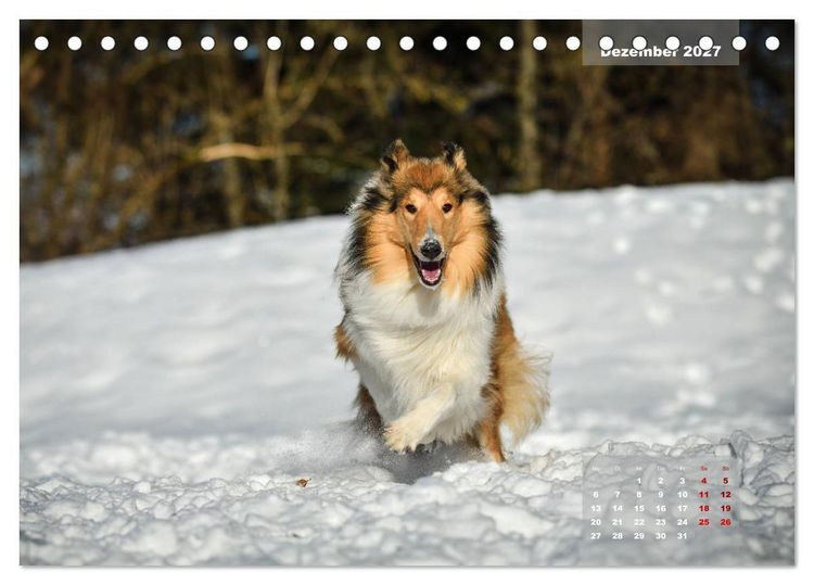 Produktbild: Collies? Was sonst! (Tischkalender 2027 DIN A5 quer), CALVENDO Monatskalender