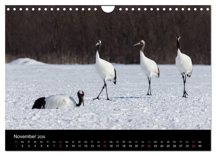 Produktbild: Mandschurenkraniche (Wandkalender 2026 DIN A4 quer), CALVENDO Monatskalender