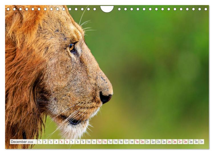 Produktbild: African Cats in impressive portraits (Wall Calendar 2026 DIN A4 landscape), CALVENDO 12 Month Wall Calendar