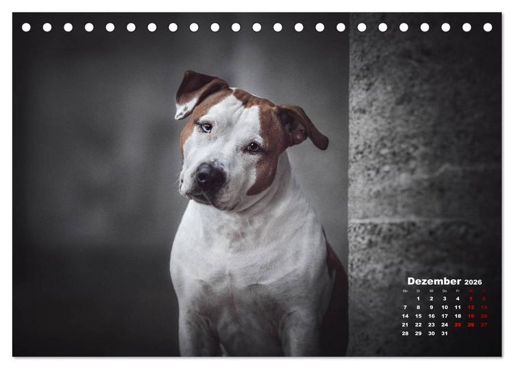 Produktbild: Listenhunde - mehr als nur eine Kategorie (Tischkalender 2026 DIN A5 quer), CALVENDO Monatskalender