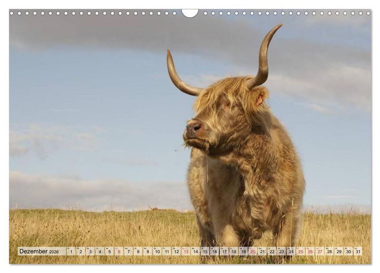 Produktbild: Gl&uuml;ckliche K&uuml;he auf saftigen Wiesen (Wandkalender 2026 DIN A3 quer), CALVENDO Monatskalender