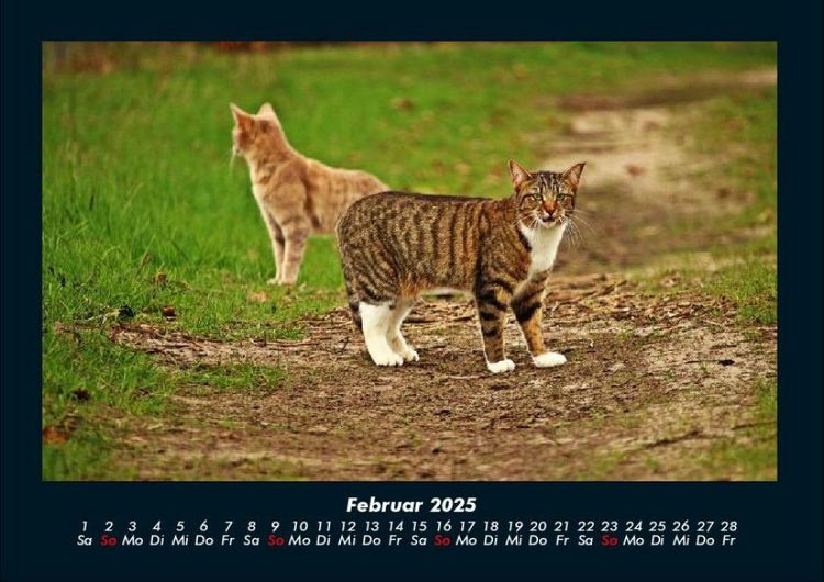 Produktbild: F&uuml;r Katzenfreunde 2025 Fotokalender DIN A4