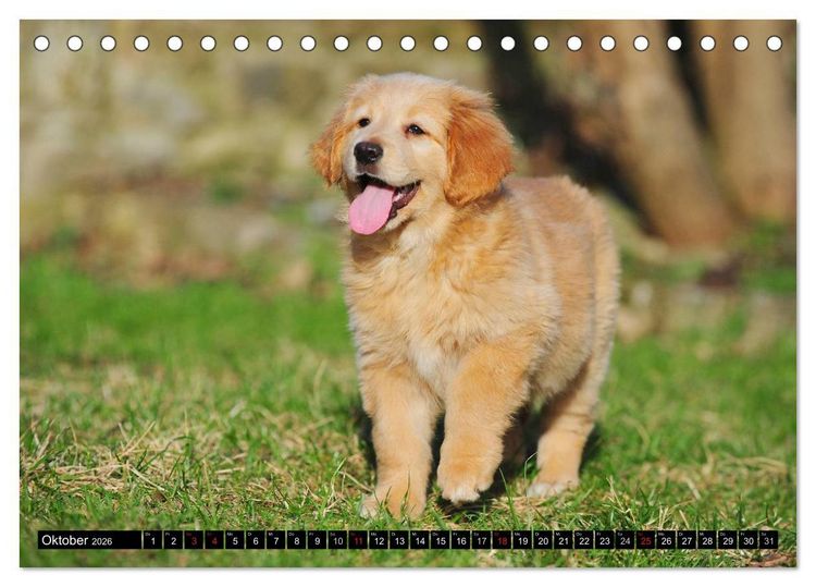 Produktbild: Mein bester Freund - Der Hovawart (Tischkalender 2026 DIN A5 quer), CALVENDO Monatskalender