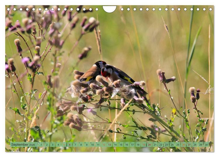 Produktbild: Distelfink (Wandkalender 2026 DIN A4 quer), CALVENDO Monatskalender