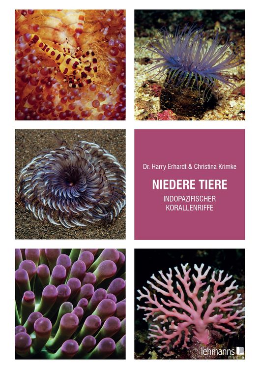 Produktbild: Niedere Tiere indopazifischer Korallenriffe