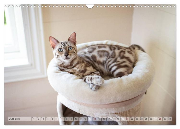 Produktbild: Wildes Wohnzimmer - Die Bengalkatze (Wandkalender 2026 DIN A3 quer), CALVENDO Monatskalender