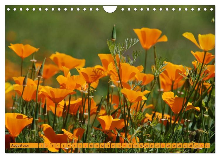 Produktbild: MOHNBL&Uuml;TEN (Wandkalender 2026 DIN A4 quer), CALVENDO Monatskalender