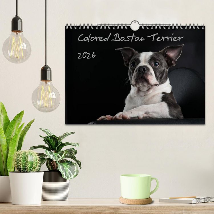 Produktbild: Colored Boston Terrier 2026 (Wandkalender 2026 DIN A4 quer), CALVENDO Monatskalender