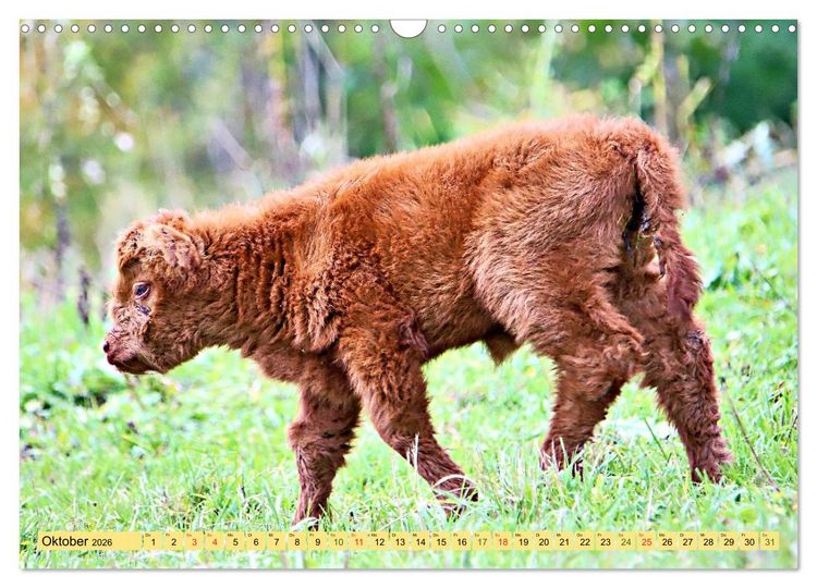 Produktbild: Highland Cattle, die Hochlandrinder aus Pfeffingen (Wandkalender 2026 DIN A3 quer), CALVENDO Monatskalender