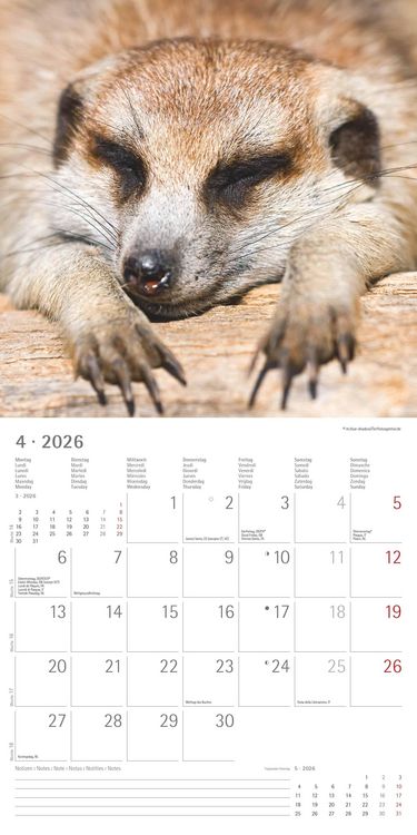 Produktbild: Alpha Edition - Erdmännchen 2026 Broschürenkalender, 30x30cm, Wandkalender mit P