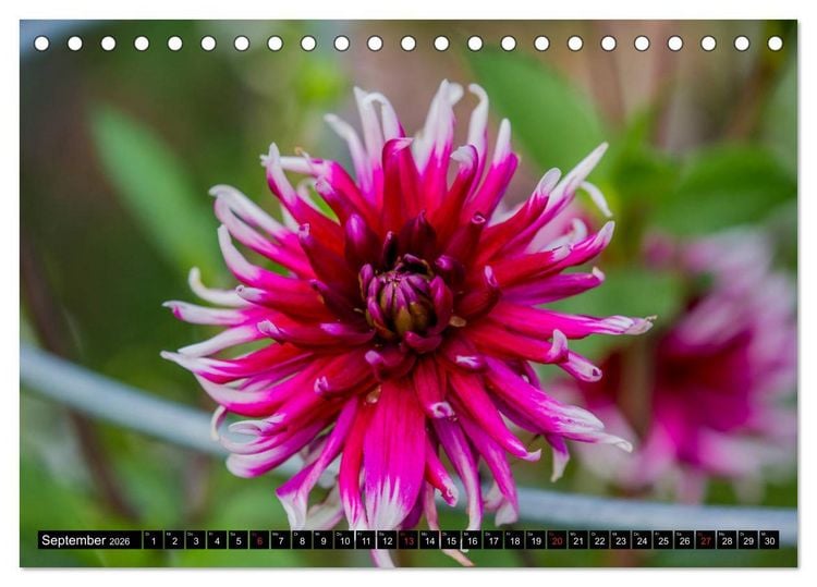 Produktbild: Kleine Blumen ganz gro&szlig; (Tischkalender 2026 DIN A5 quer), CALVENDO Monatskalender