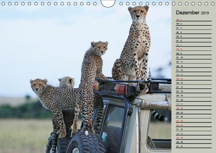 Produktbild: Herzog, M: Geparden - Ein Leben in Afrika (Wandkalender 2019