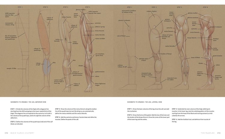 Produktbild: Basic Human Anatomy