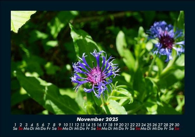 Produktbild: Blumentr&auml;ume 2025 Fotokalender DIN A5