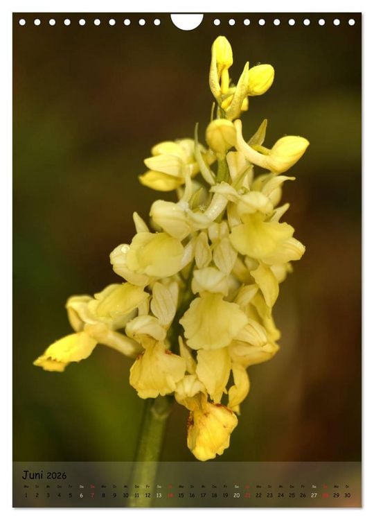 Produktbild: Juwelen der Natur - Ein Orchideensommer (Wandkalender 2026 DIN A4 hoch), CALVENDO Monatskalender