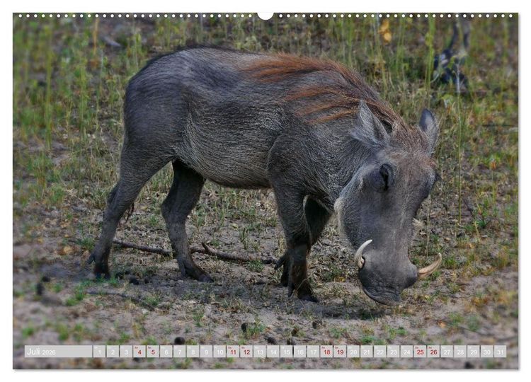 Produktbild: Namibia &ndash; Die Tierwelt vom Caprivi bis Etosha (Wandkalender 2026 DIN A2 quer), CALVENDO Monatskalender