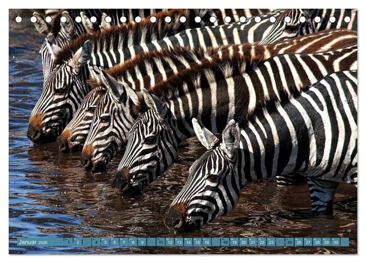 Produktbild: Afrikas Tierwelt: Zebras (Tischkalender 2026 DIN A5 quer), CALVENDO Monatskalender