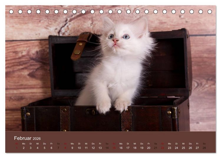 Produktbild: Verspielte Ragdolls - Sanfte Katzen in seidigem Haarkleid (Tischkalender 2026 DIN A5 quer), CALVENDO Monatskalender