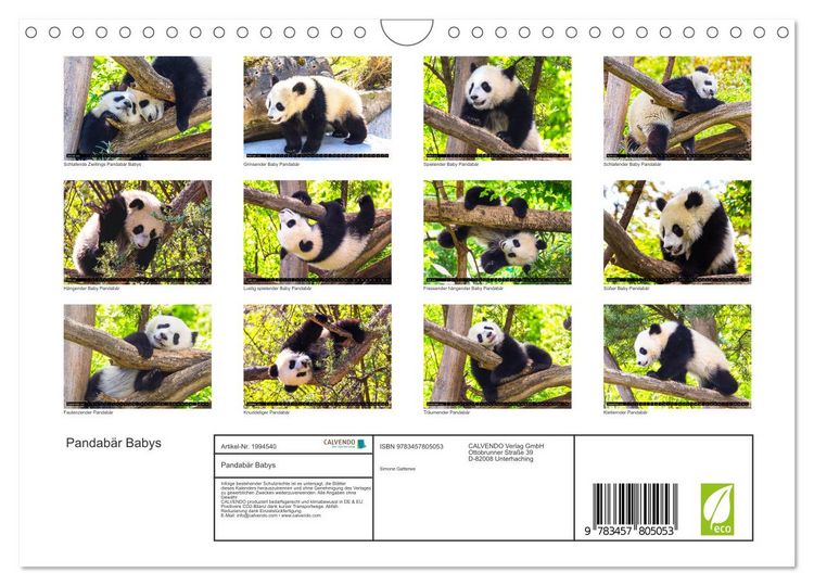 Produktbild: Pandab&auml;r Babys (Wandkalender 2026 DIN A4 quer), CALVENDO Monatskalender