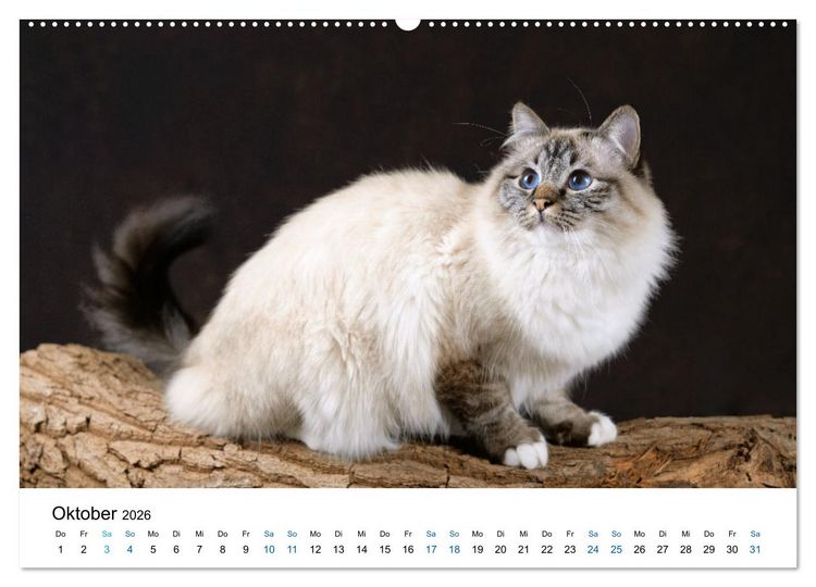 Produktbild: Heilige Birma Katzen mit traumhaft blauen Augen und wei&szlig;en Pf&ouml;tchen (Wandkalender 2026 DIN A2 quer), CALVENDO Monatskalender