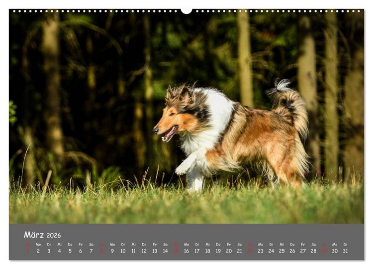 Produktbild: Einmal Collie - immer Collie (Wandkalender 2026 DIN A2 quer), CALVENDO Monatskalender