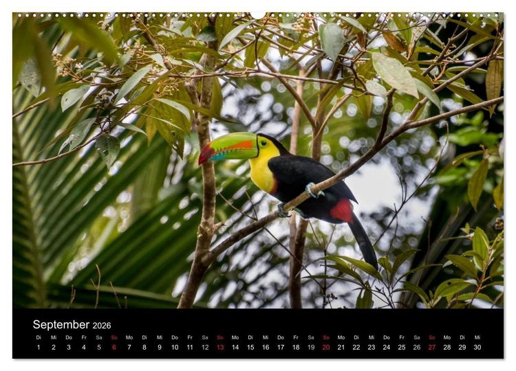 Produktbild: Costa Rica. Faszinierende Tierwelt (hochwertiger Premium Wandkalender 2026 DIN A2 quer), Kunstdruck in Hochglanz