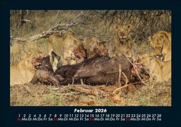 Produktbild: Tiere in der Wildnis 2026 Fotokalender DIN A5