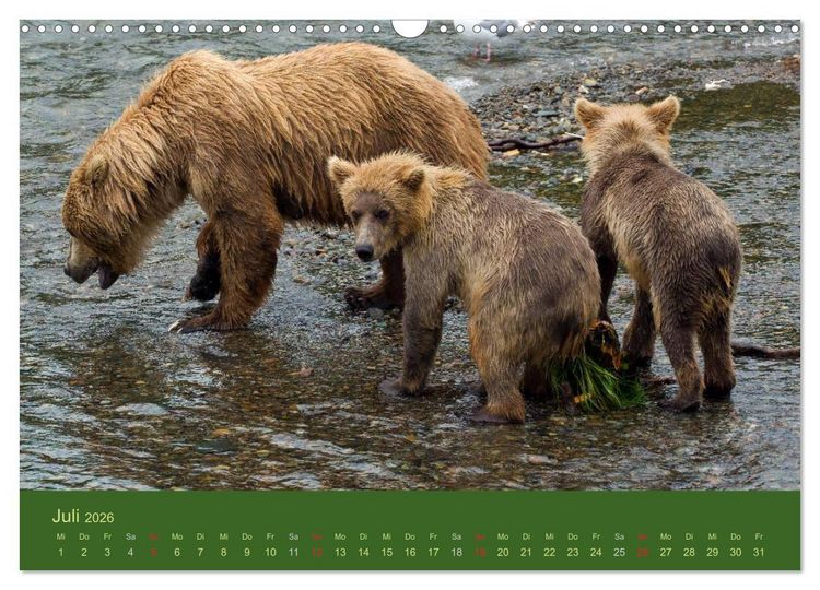 Produktbild: Der B&auml;renkalender 2026 CH-Version (Wandkalender 2026 DIN A3 quer), CALVENDO Monatskalender