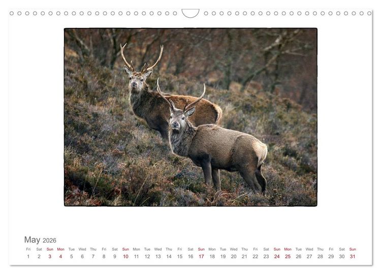 Produktbild: Wild Deer In The Highlands (Wall Calendar 2026 DIN A3 landscape), CALVENDO 12 Month Wall Calendar