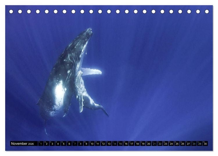 Produktbild: Die blaue Welt der Wale (Tischkalender 2026 DIN A5 quer), CALVENDO Monatskalender