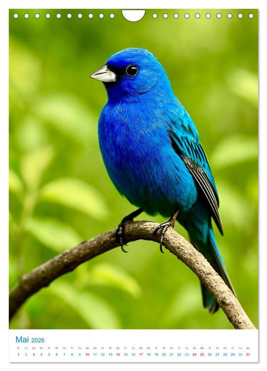 Produktbild: Blaue V&ouml;gel (Wandkalender 2026 DIN A4 hoch), CALVENDO Monatskalender