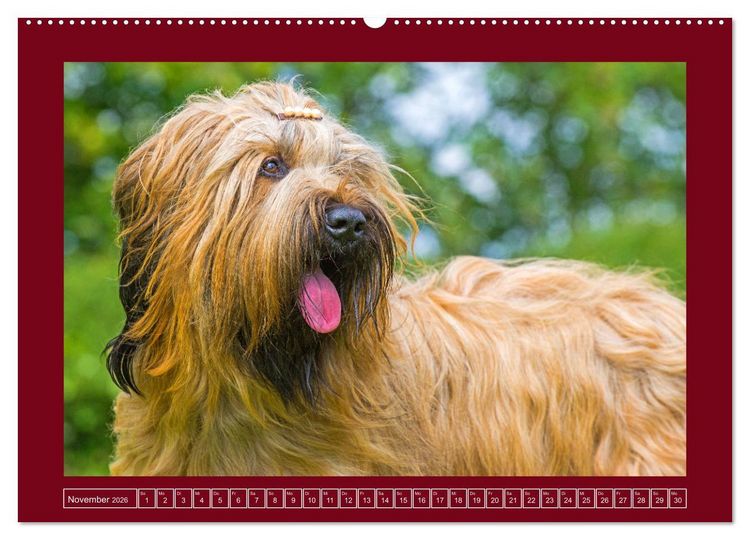 Produktbild: Herz auf vier Pfoten - Briard (Wandkalender 2026 DIN A2 quer), CALVENDO Monatskalender