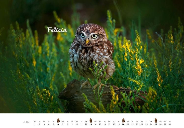 Produktbild: Eulen Kalender 2027