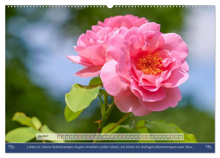 Produktbild: Rosen, Liebe ist (Wandkalender 2027 DIN A2 quer), CALVENDO Monatskalender