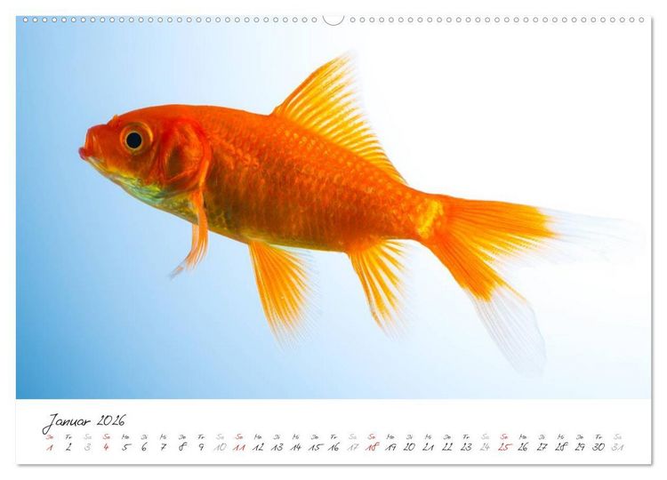 Produktbild: Goldy - mein Goldfisch (hochwertiger Premium Wandkalender 2026 DIN A2 quer), Kunstdruck in Hochglanz