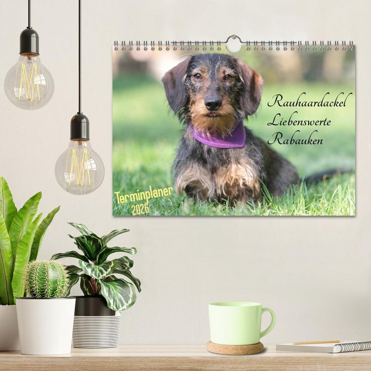 Produktbild: Familienplaner - Liebenswerte Rabauken - Rauhaardackel (Wandkalender 2026 DIN A4 quer), CALVENDO Monatskalender