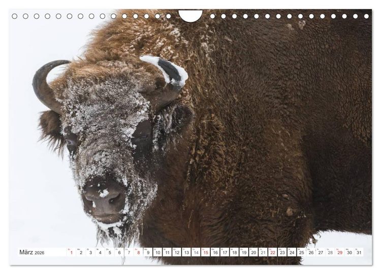 Produktbild: Emotionale Momente: Der Wisent. (Wandkalender 2026 DIN A4 quer), CALVENDO Monatskalender