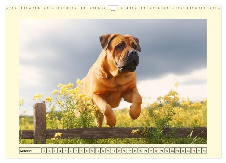 Produktbild: Der Tosa Inu. Japans legend&auml;rer Mastiff (Wandkalender 2026 DIN A3 quer), CALVENDO Monatskalender