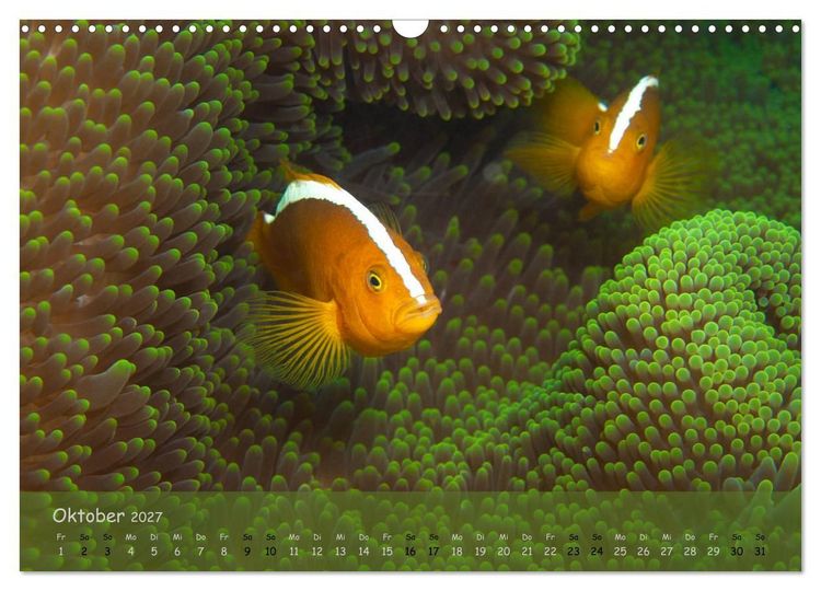 Produktbild: Anemonenfische - Streitbare Gesellen (Wandkalender 2027 DIN A3 quer), CALVENDO Monatskalender