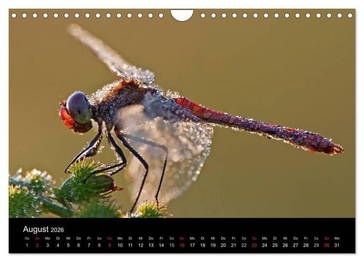 Produktbild: Libellen im Ried (Wandkalender 2026 DIN A4 quer), CALVENDO Monatskalender
