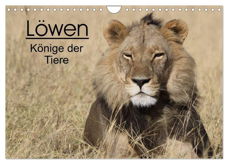 Produktbild: L&ouml;wen - K&ouml;nige der Tiere (Wandkalender 2027 DIN A4 quer), CALVENDO Monatskalender