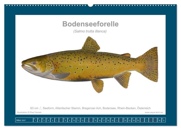Produktbild: Fisch als Kunst 2027: Seeforellen (Wandkalender 2027 DIN A2 quer), CALVENDO Monatskalender