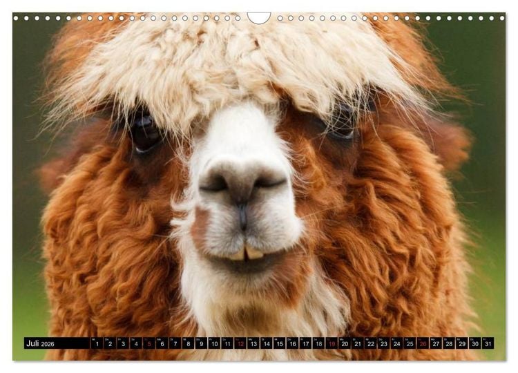 Produktbild: Alpakas und Lamas (Wandkalender 2026 DIN A3 quer), CALVENDO Monatskalender